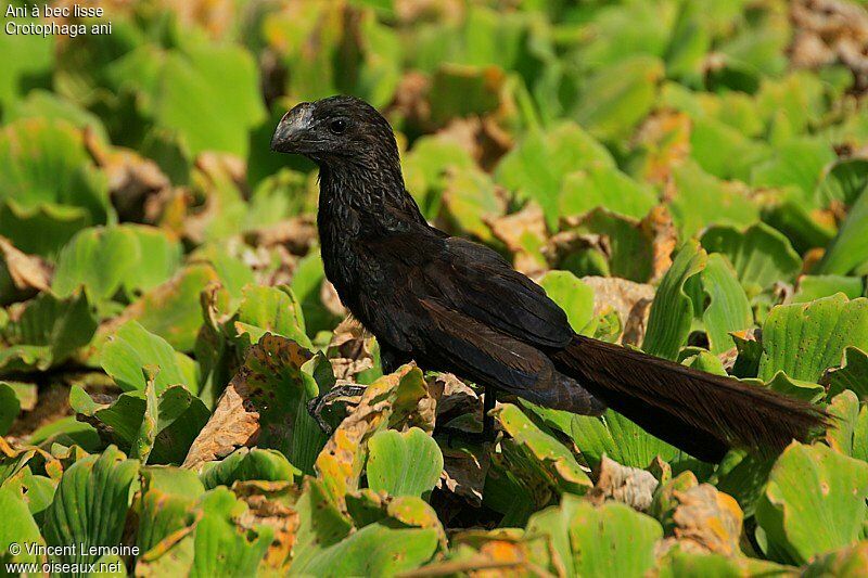 Smooth-billed Aniimmature