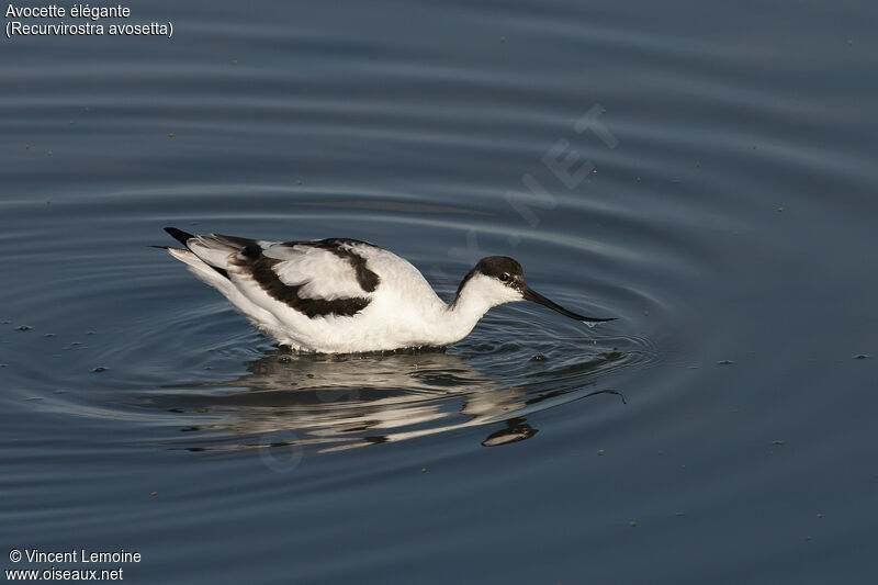 Avocette élégante