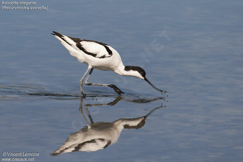 Pied Avocetadult