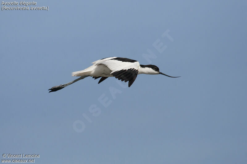 Avocette éléganteadulte