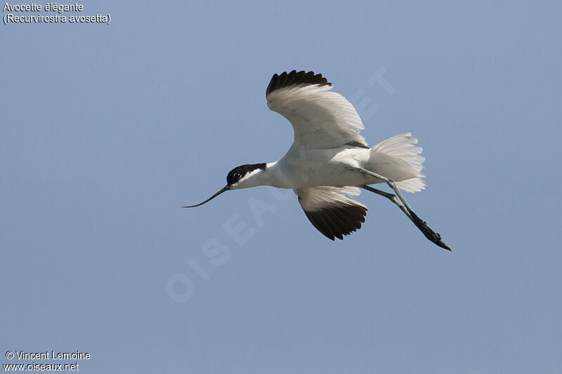 Avocette élégante