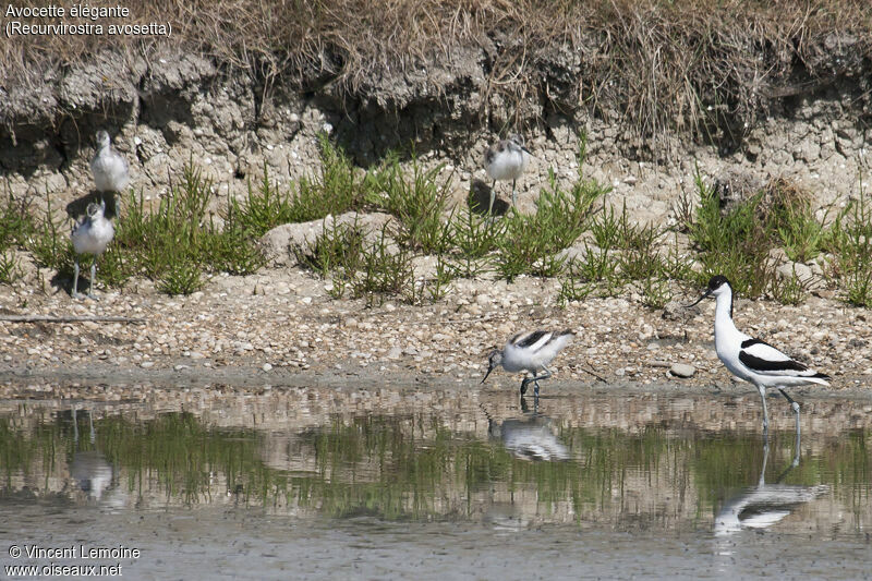 Pied Avocet