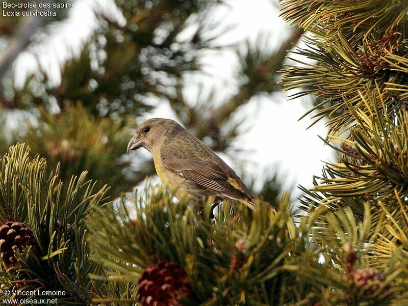 Red Crossbill female adult, identification