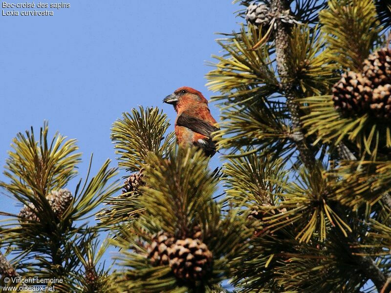 Bec-croisé des sapins mâle