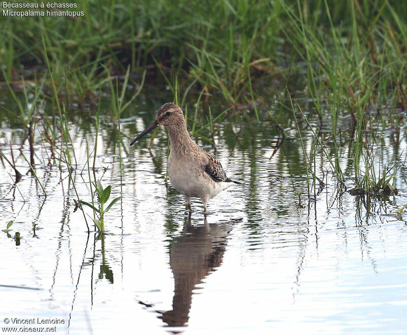 Stilt Sandpiper