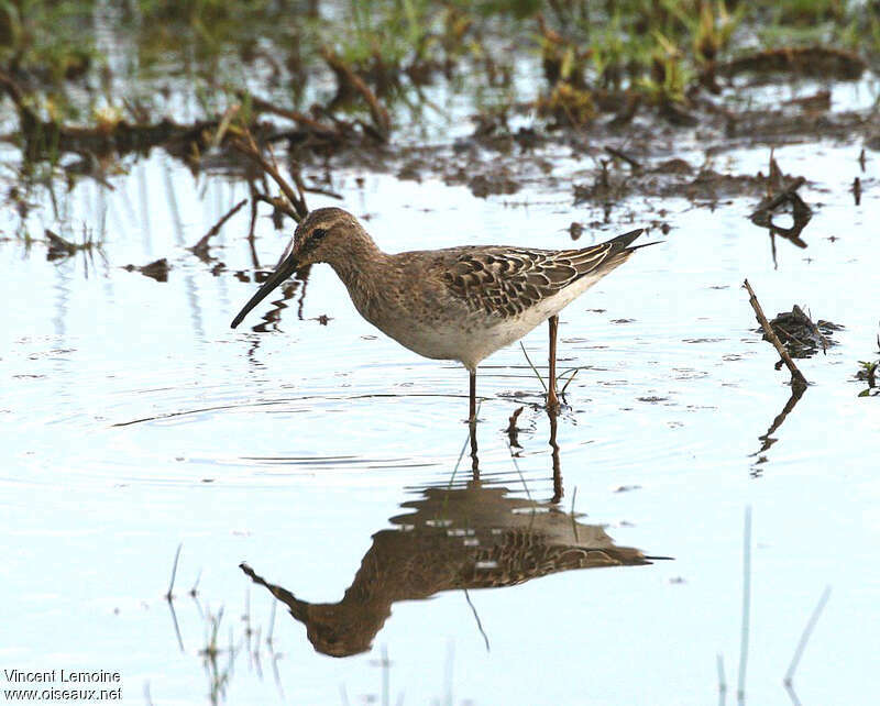 Bécasseau à échasses1ère année, identification