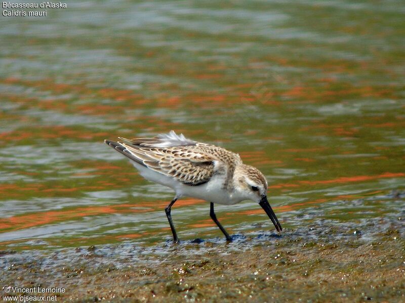 Western Sandpiper