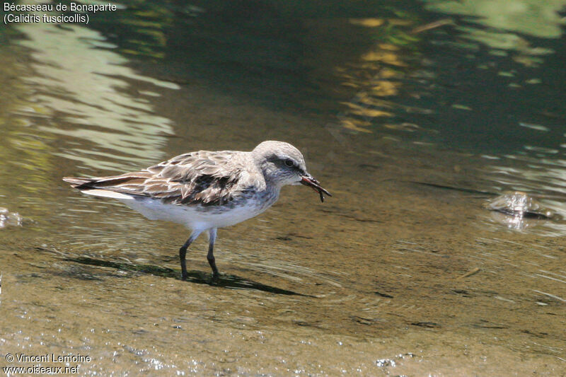 White-rumped Sandpiper