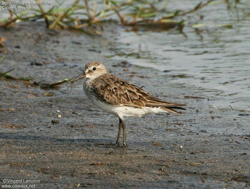 White-rumped Sandpiper