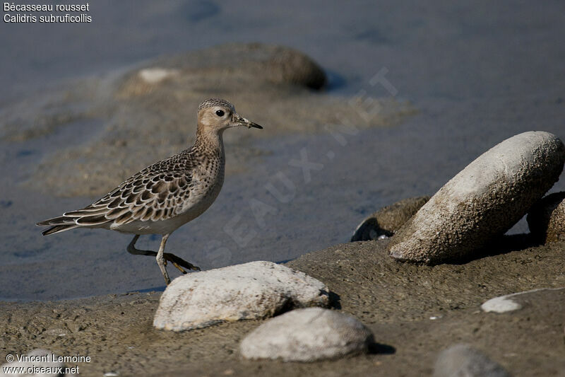 Buff-breasted Sandpiper