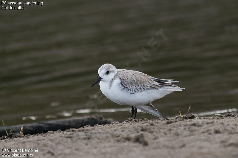 Sanderling