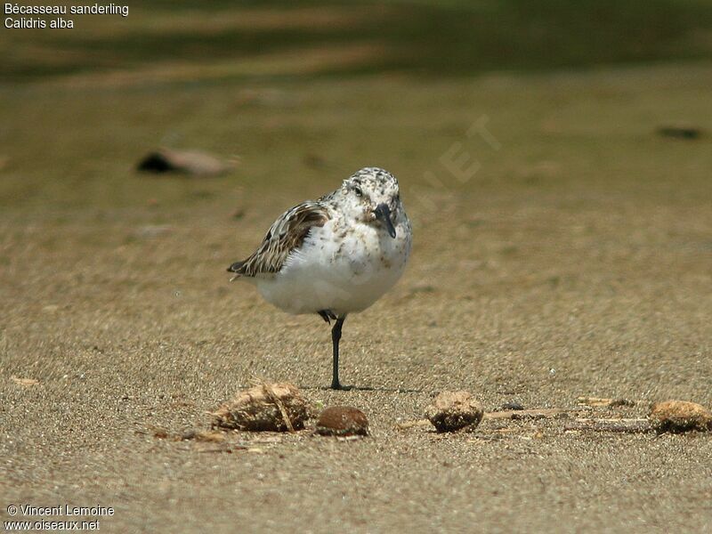 Sanderling