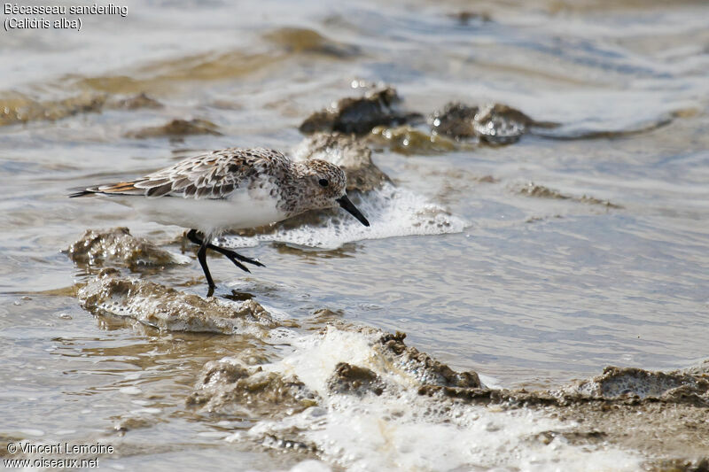 Sanderlingadult breeding