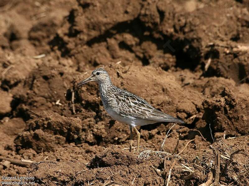 Bécasseau tachetéadulte transition, identification