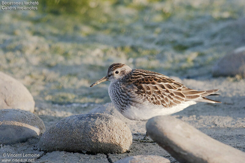 Pectoral Sandpiper