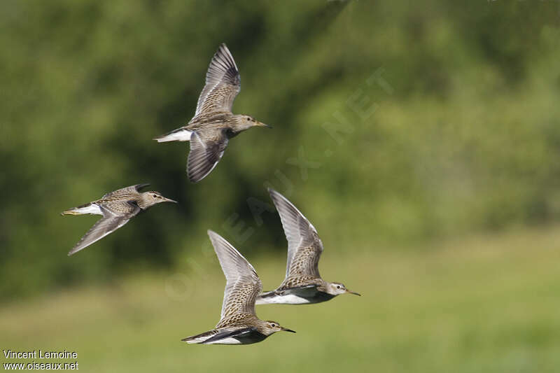 Pectoral Sandpiper, Flight