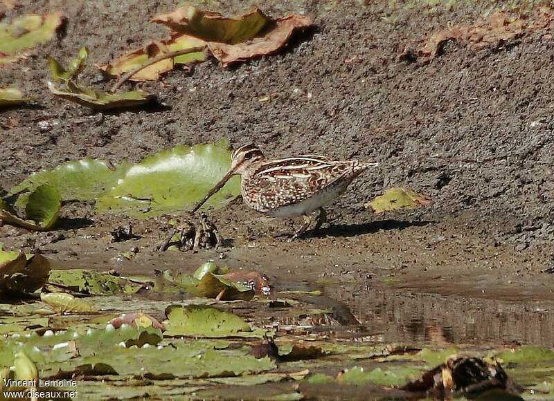 Bécassine de Wilson, habitat, camouflage, pigmentation, pêche/chasse