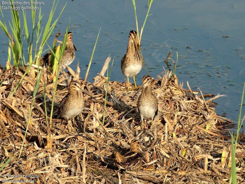 Common Snipe