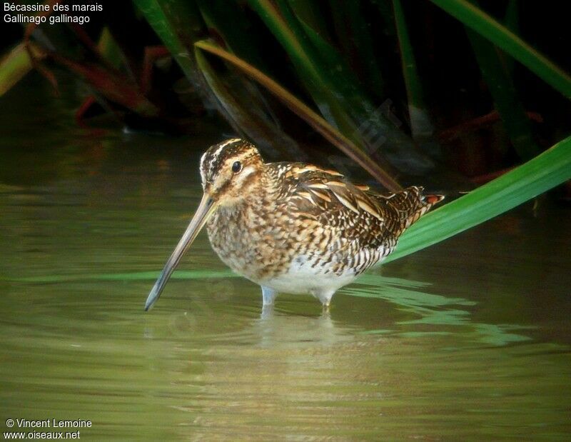 Common Snipe