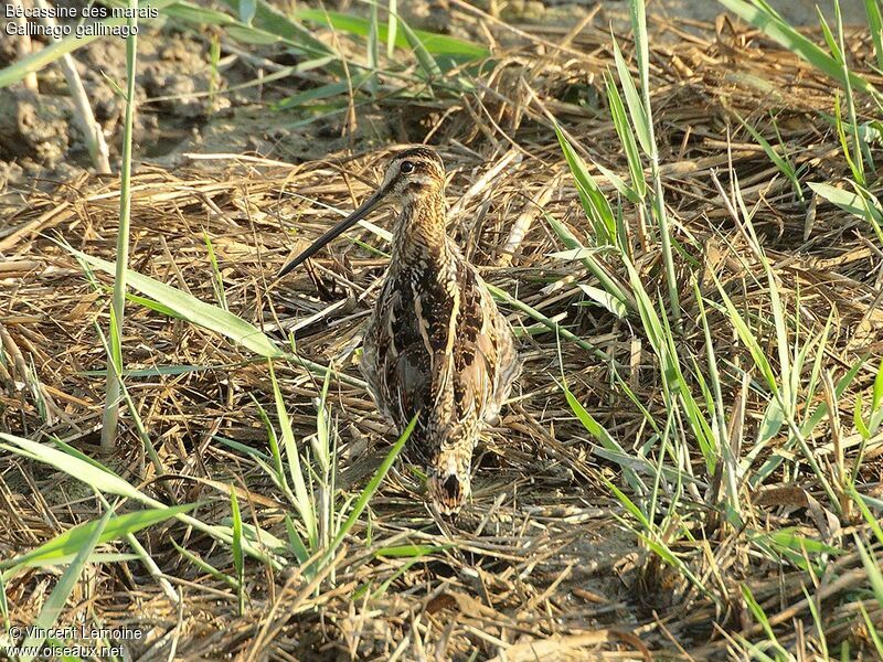 Common Snipe