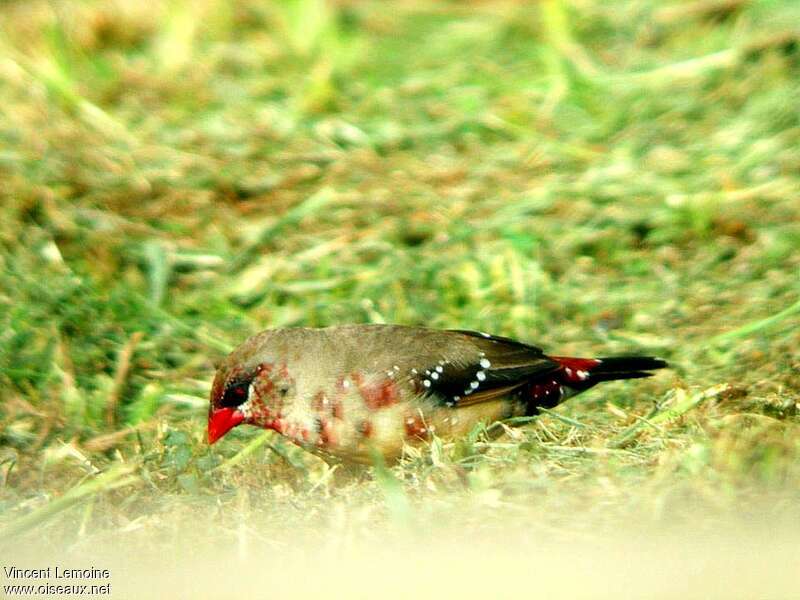 Bengali rouge mâle adulte transition, identification