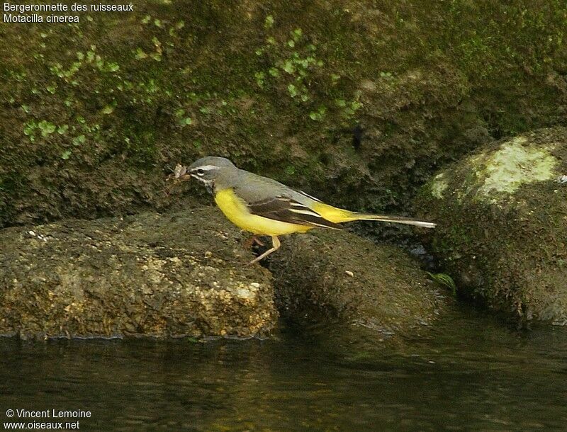 Bergeronnette des ruisseaux