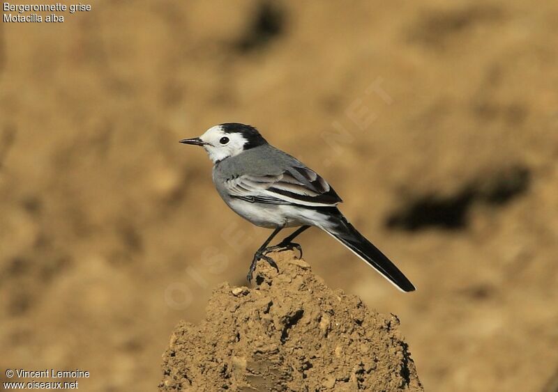 White Wagtailadult breeding