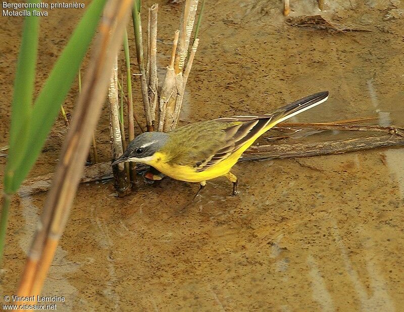 Western Yellow Wagtailadult breeding