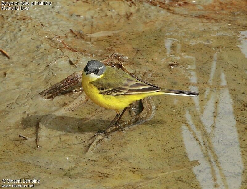 Western Yellow Wagtailadult breeding