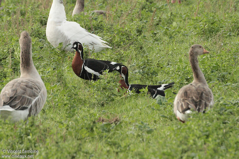 Red-breasted Goose