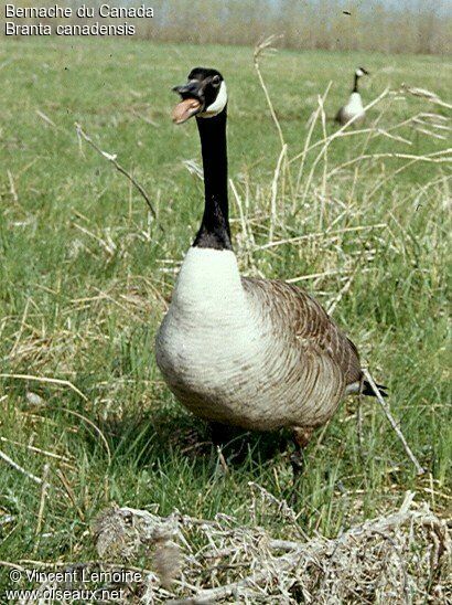 Canada Gooseadult breeding