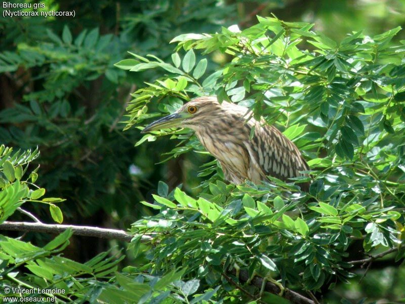 Black-crowned Night Heronjuvenile