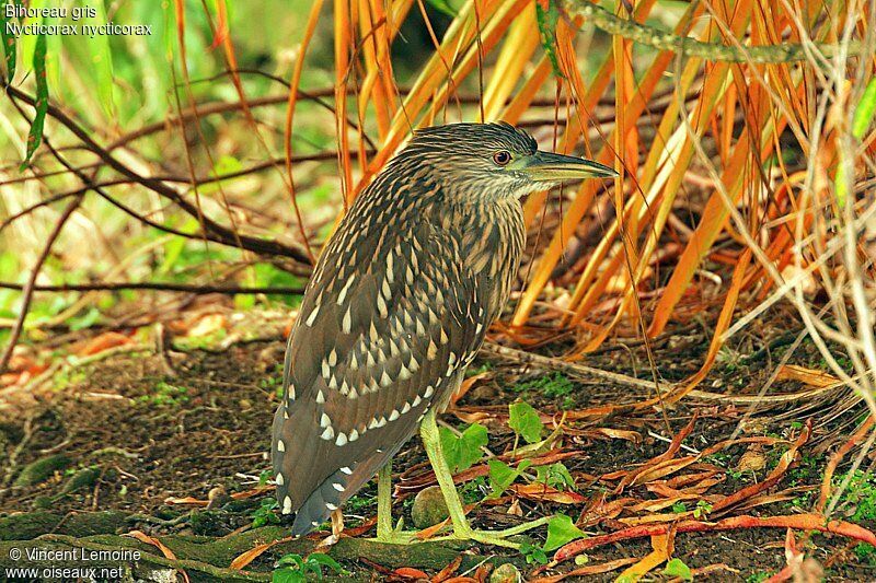 Black-crowned Night HeronFirst year