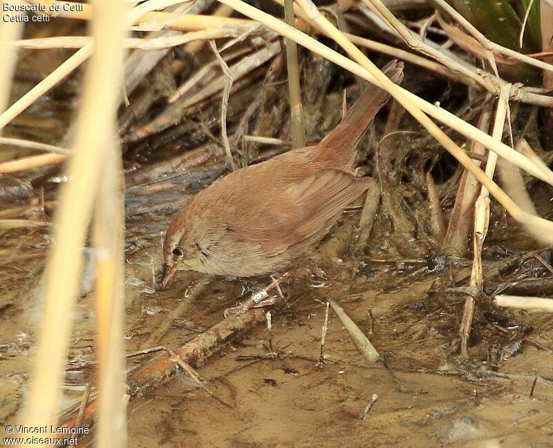 Cetti's Warbler