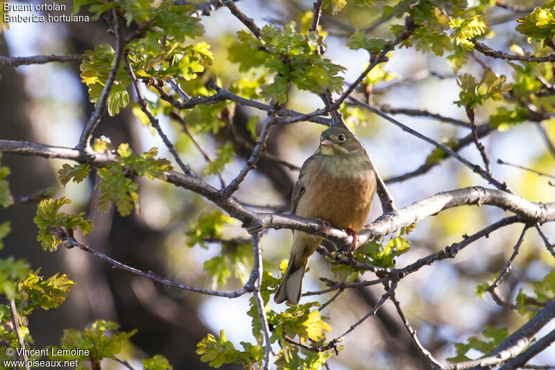 Ortolan Bunting male adult breeding, identification, close-up portrait