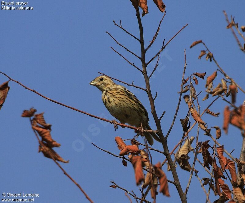 Corn Bunting