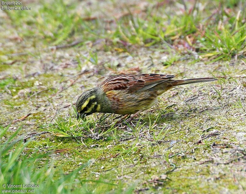 Cirl Bunting male adult