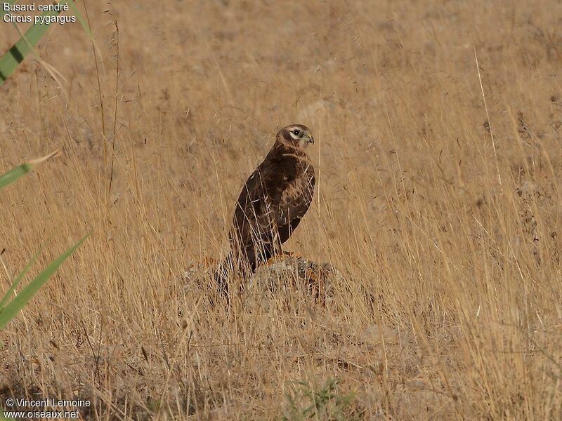 Montagu's Harrierjuvenile, identification