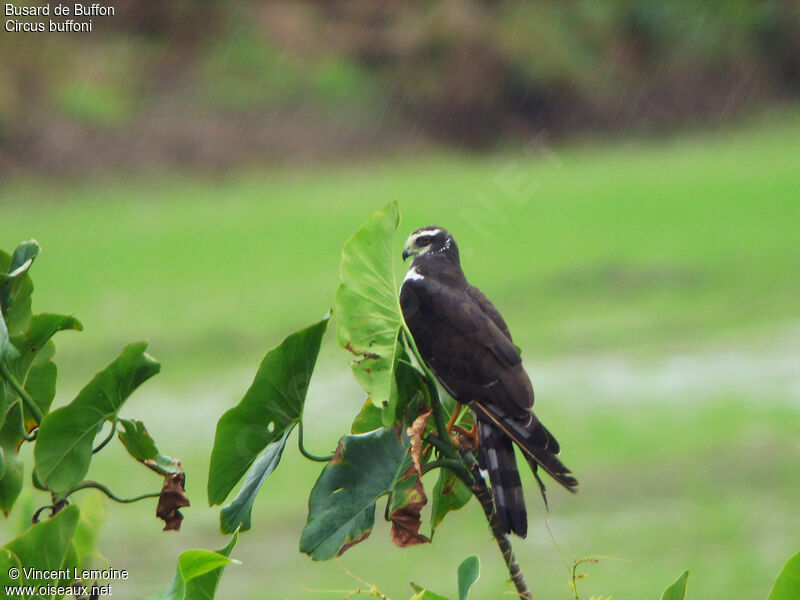 Long-winged Harrier