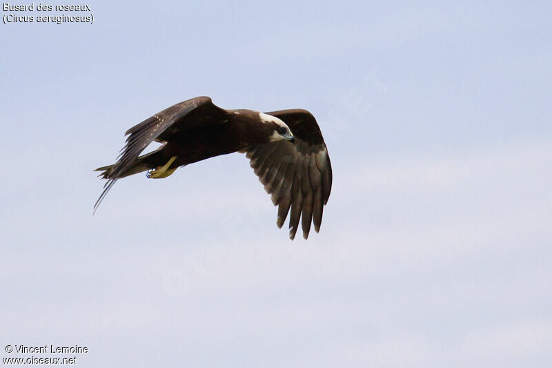 Western Marsh Harrier female adult