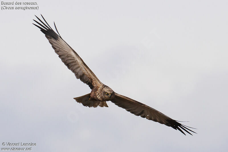 Western Marsh Harrier male Third  year