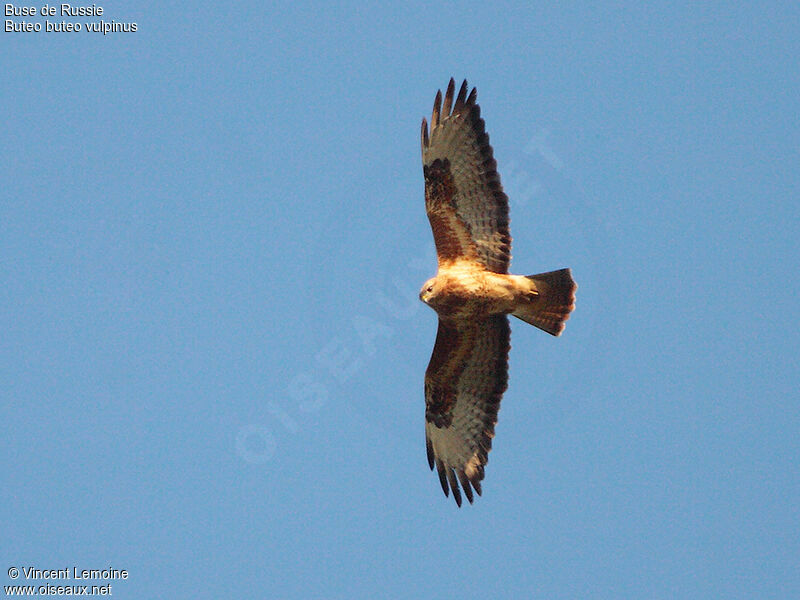 Common Buzzard (vulpinus)adult