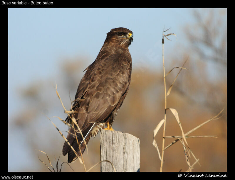 Buse variable