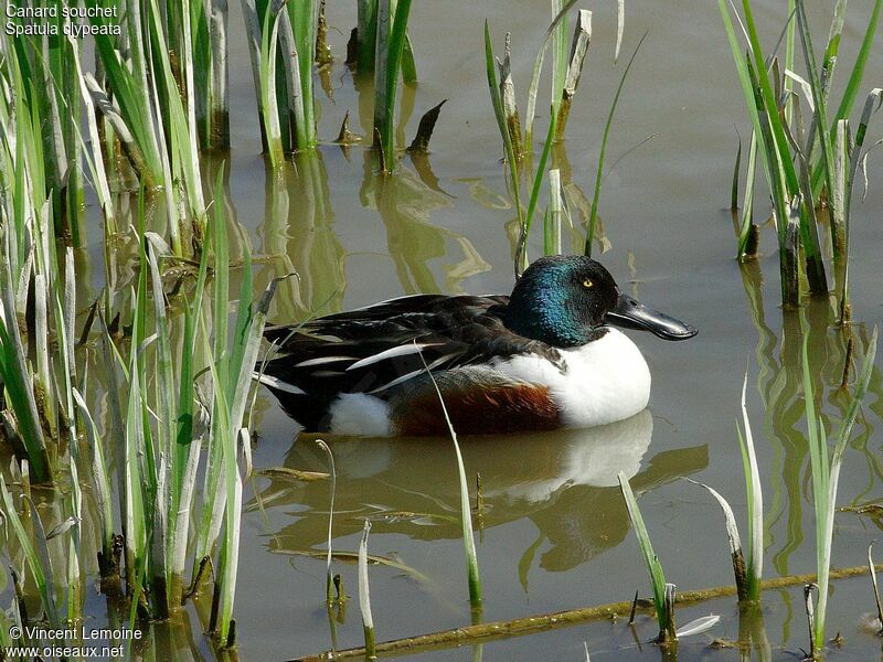 Canard souchet mâle adulte nuptial