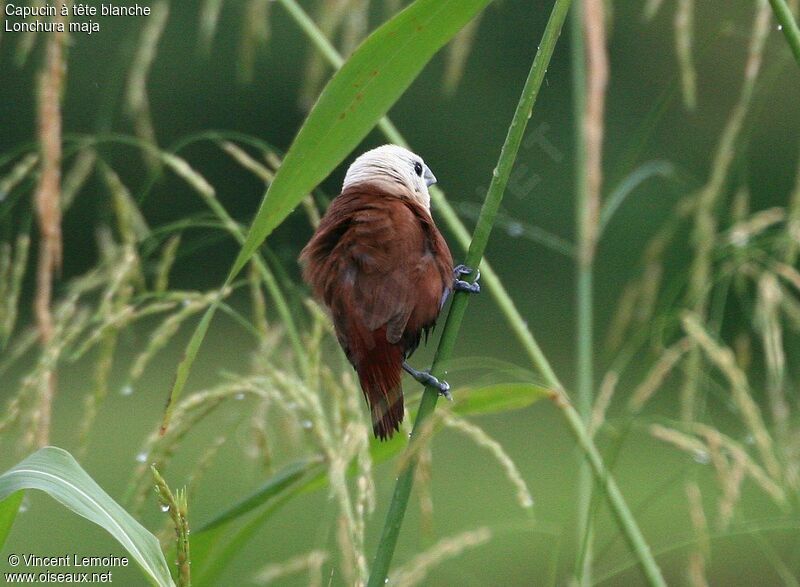 White-headed Munia