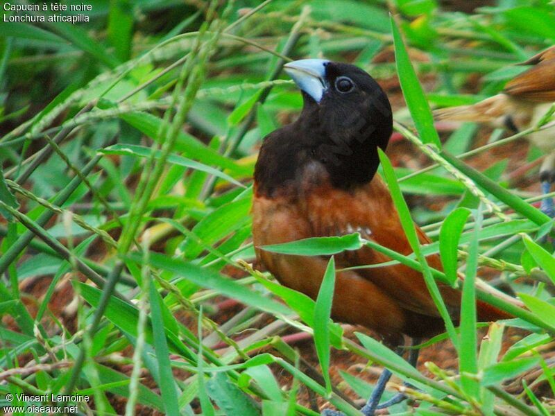 Chestnut Munia male adult breeding