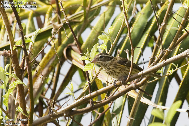 Rose-breasted Grosbeak female