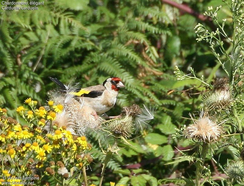 European Goldfinch