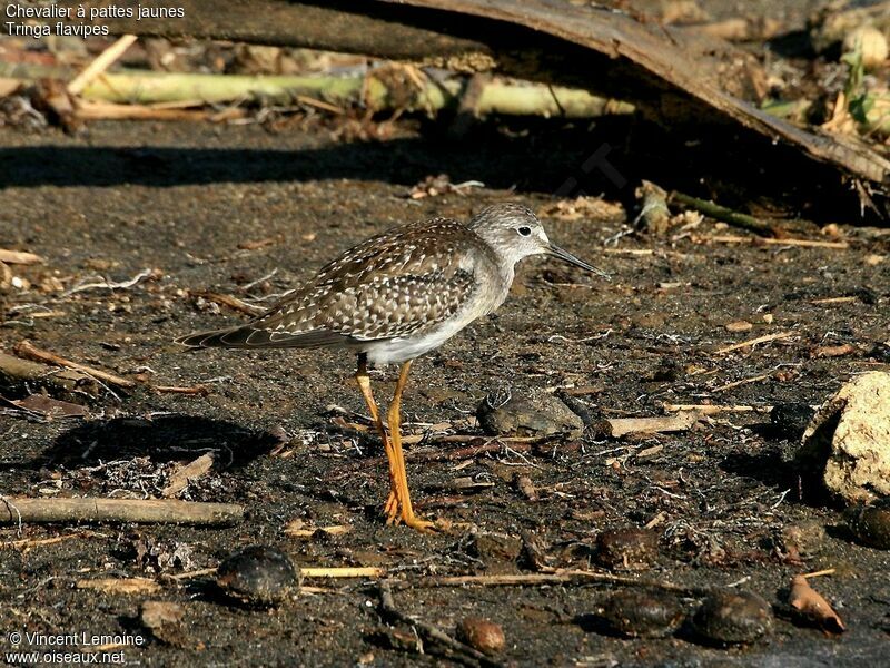 Lesser Yellowlegs