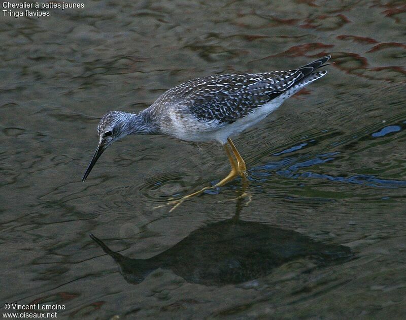 Lesser Yellowlegs